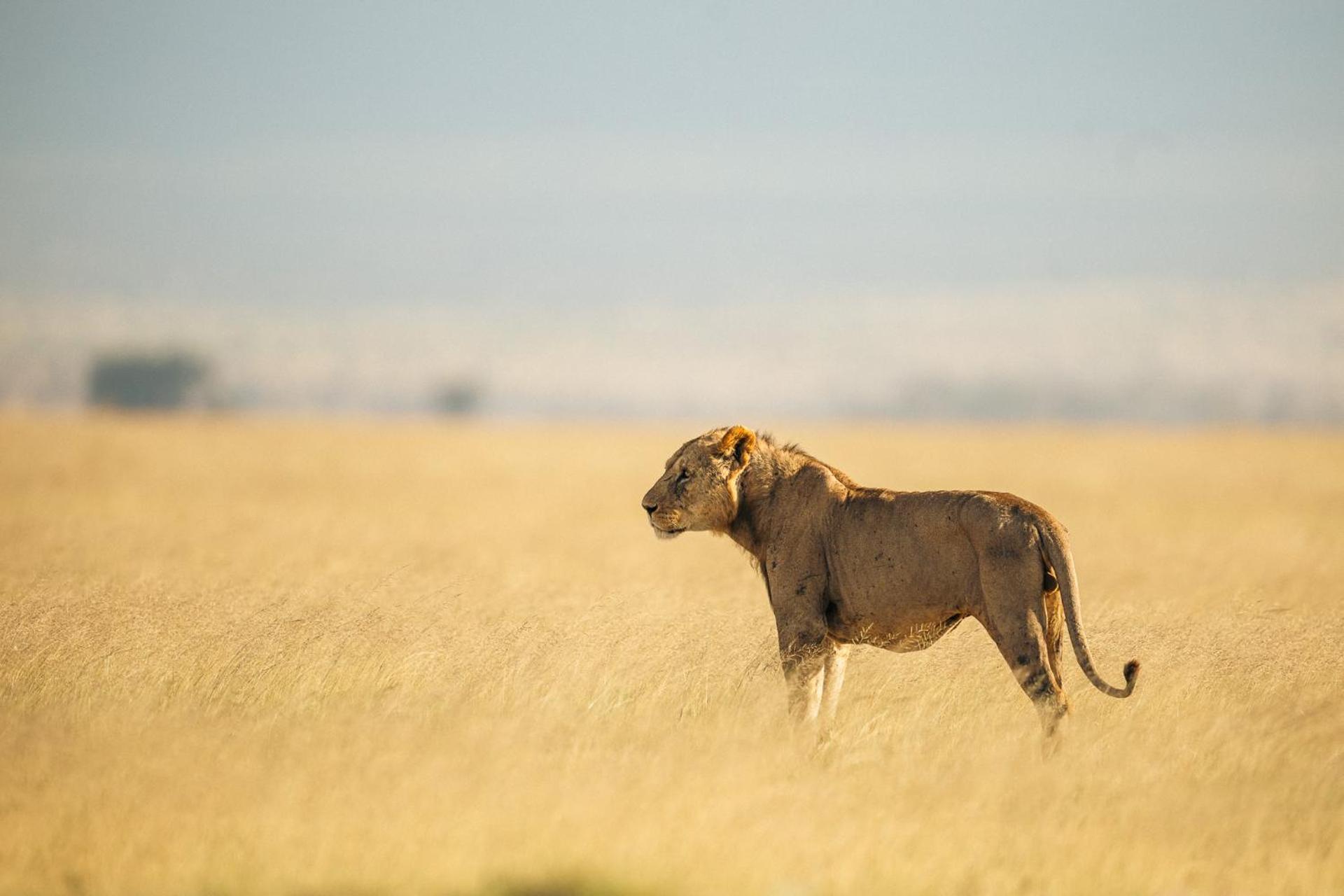 Amboseli Glass House Oloitokitok Екстериор снимка