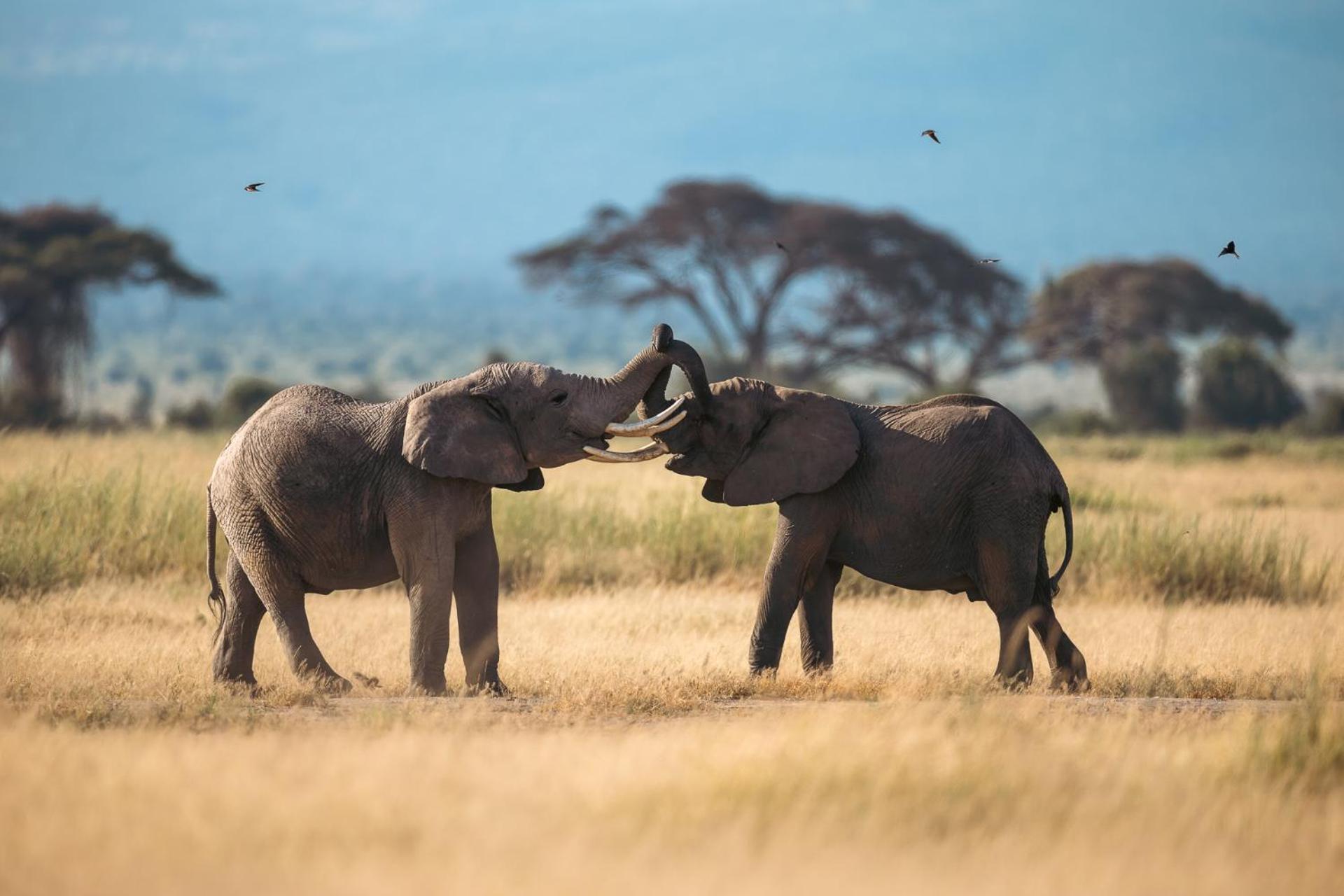 Amboseli Glass House Oloitokitok Екстериор снимка