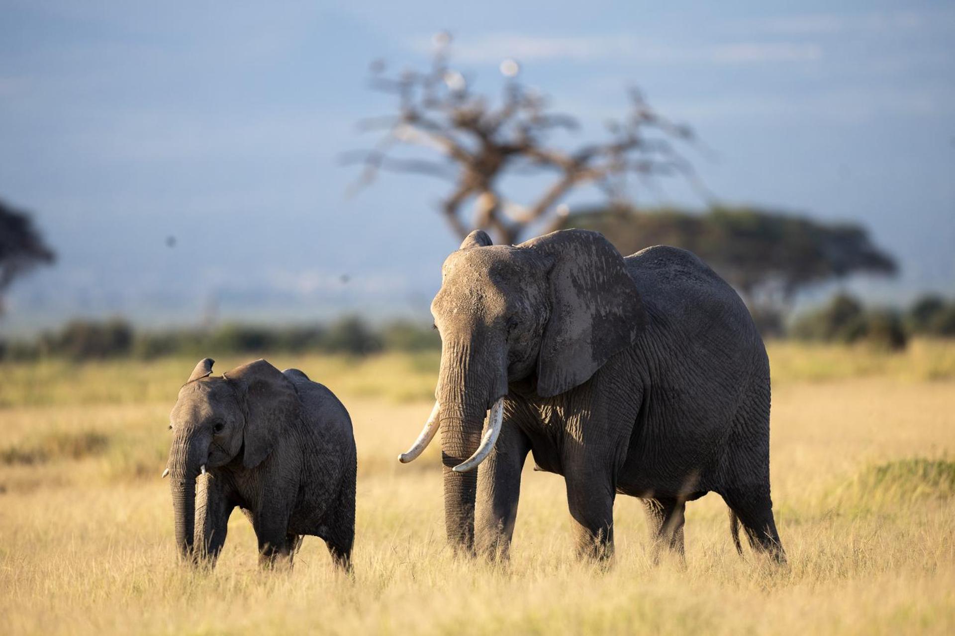 Amboseli Glass House Oloitokitok Екстериор снимка