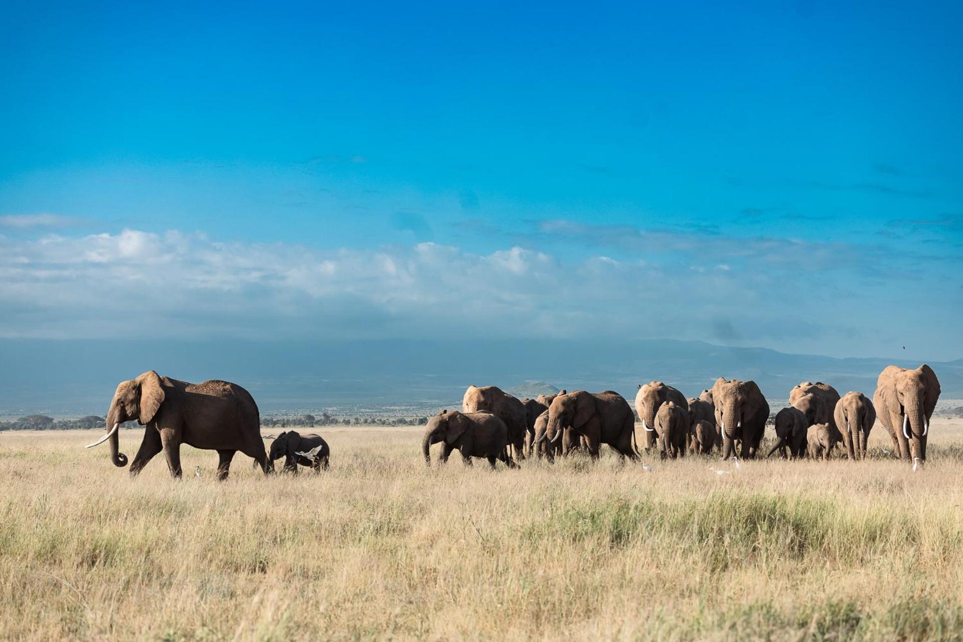 Amboseli Glass House Oloitokitok Екстериор снимка