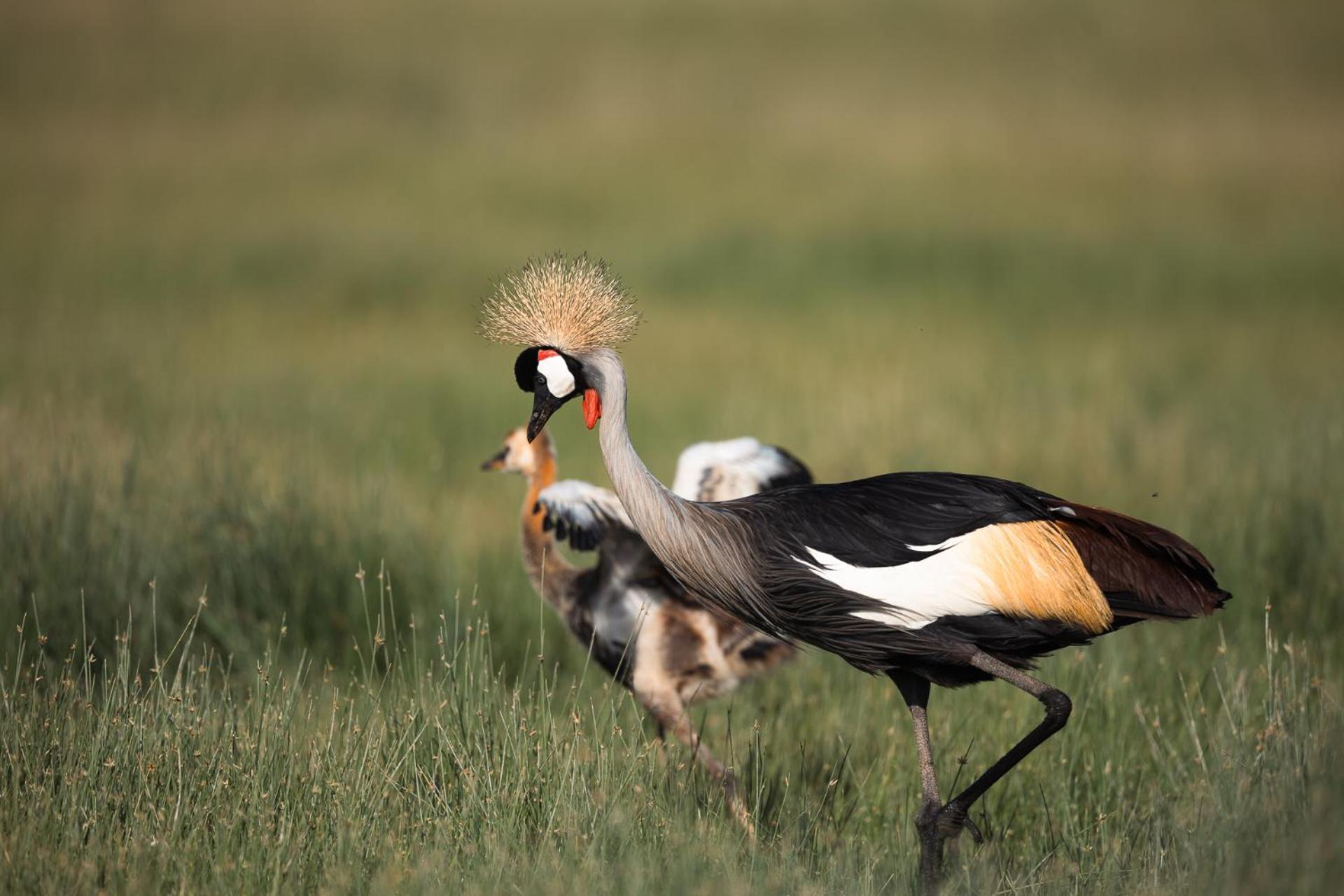 Amboseli Glass House Oloitokitok Екстериор снимка