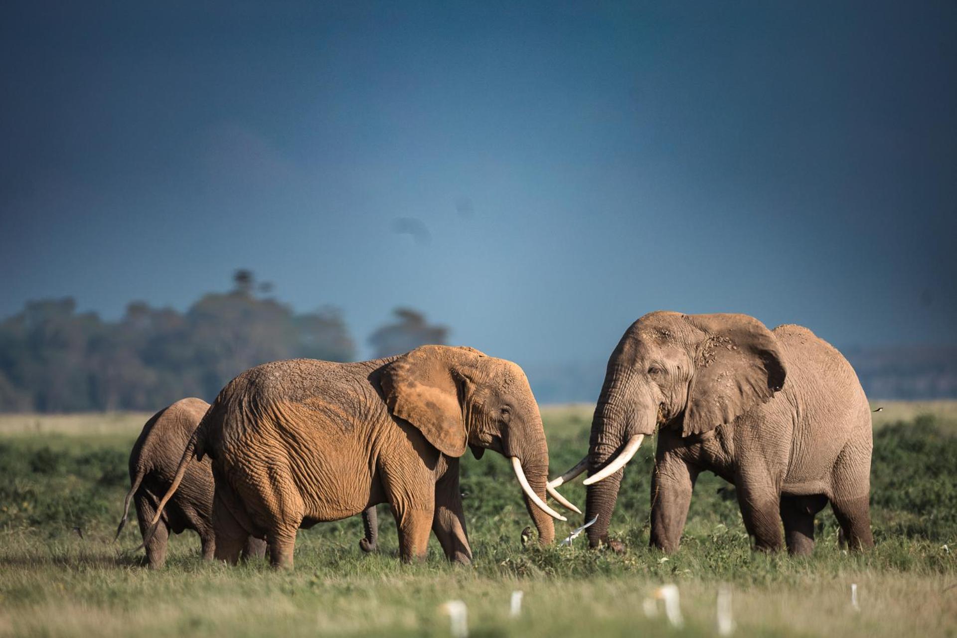Amboseli Glass House Oloitokitok Екстериор снимка